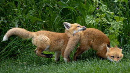 A pair of baby red foxes playing in the grass