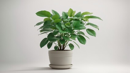 Green potted plant with green leaves on white background