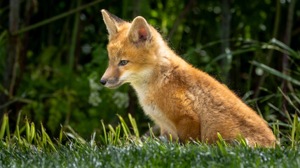 A young baby red fox in the grass