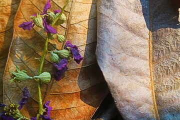 Dry flowers on dry leaves 