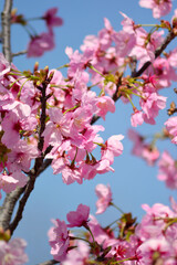 Obraz premium 桜