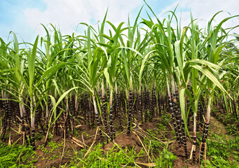 Sugar cane plantation. Khanh Hoa province. Vietnam