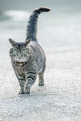 Cat feline grey walking towards the camera tale up