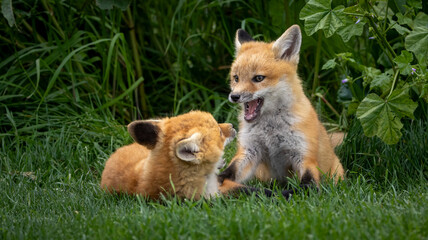 Fototapeta premium A pair of baby red foxes playing in the grass