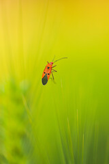 ladybug on a green leaf © Shantanu