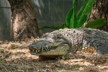 Saltwater Crocodile(Crocodylus porosus) Living At The Madras Crocodile Bank Trust and Centre for...