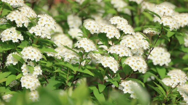 Reeves Spirea