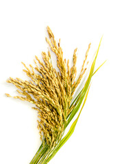 rice isolated on white background