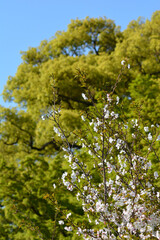 桜