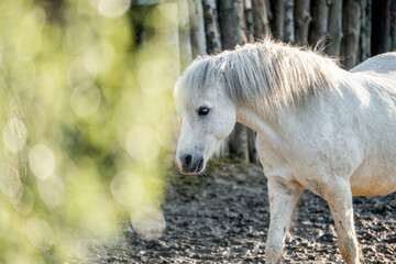 little grumpy white pony