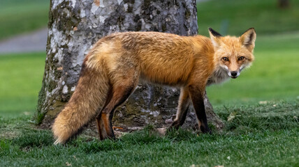Naklejka na ściany i meble A fox in the grass at a park in San Jose, CA