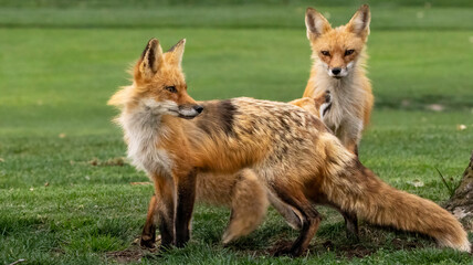 A small fox family in a park.