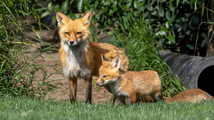 A small fox family in a park.