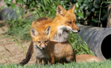A small fox family in a park.