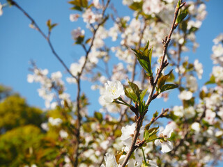 桜
