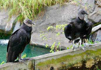 Two black vultures perch side by side