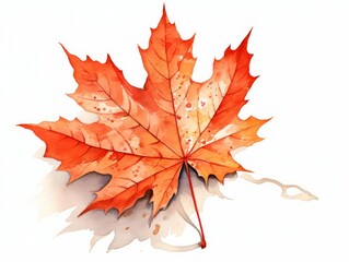 A vibrant red maple leaf rendered in watercolor, with delicate veins and a stem, standing out against a crisp white background Capture the rich, warm tones and the gentle translucency of the leaf
