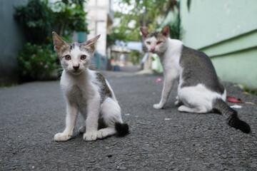 A cute kitten sitting on the street next to a Mother Cat. Family cat, white and grey cat.