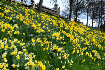 Obraz premium Yellow daffodils blooming at a park in Edinburgh Scotland, UK