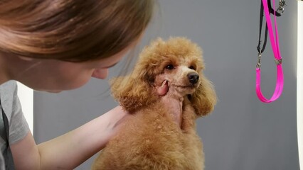 Closeup of woman blow drying brown poodle. Female professional wearing apron is grooming brown dog. Young groomer taking care of cute canine at pet spa.
