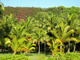 Scenery of many palm trees growing in Hawaii, USA