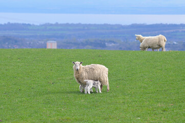 Obraz premium Landscape with sheep and baby lamb in a field in Scotland, UK