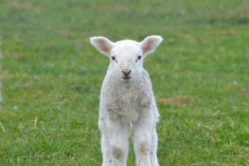 Naklejka na ściany i meble Baby lamb on a field in spring time in Scotland, UK