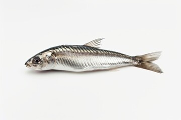 Anchovy Isolated High-Resolution Photography: Silver Scales, Realistic Texture, Glossy Finish