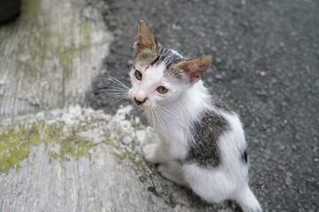 A close up shot of a cute little Kitten on the street, asphalt road.