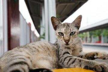 Sexy Pose of a cat at the Train station. Cat sitting and relaxing on the bench. Funny cat. Model cat