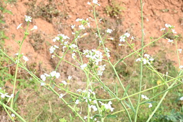 Radish flower in vegetable garden. Radish flowers are petite blooms consisting of four petals...