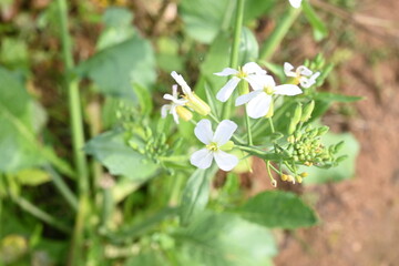 Radish flower in vegetable garden. Radish flowers are petite blooms consisting of four petals...