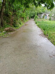 path in the woods
