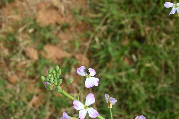 Radish flower in vegetable garden. Radish flowers are petite blooms consisting of four petals...