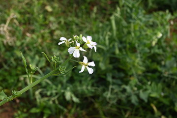 Radish flower in vegetable garden. Radish flowers are petite blooms consisting of four petals forming the shape of a greek cross attached to four yellow stamens. Vegetable flower.