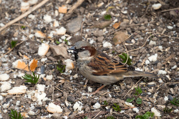 sparrow eating bread closeup