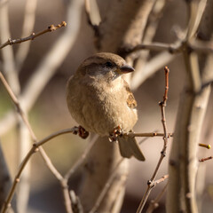 sparrow on a bush branch in spring