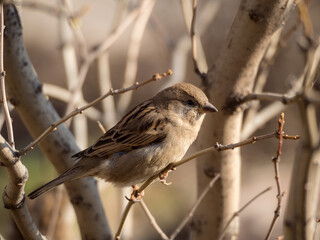 portrait of a sparrow on a bush branch