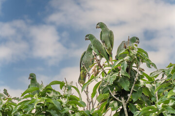 rare species of parrot (Amazona kawalli) Colombian rainforest