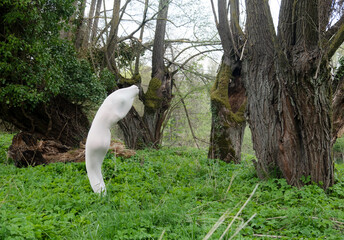sexy naked woman with round curved body shape in white transparent cotton cocoon stocking dress as living statue outdoors in green nature forest willow park