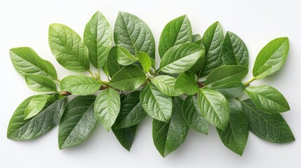 View from the top of a fresh green laurel bay branch on a white background. - obrazy, fototapety, plakaty