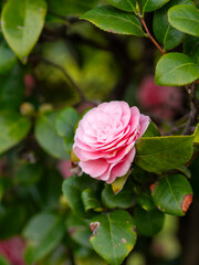 公園に咲いた乙女椿