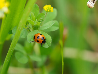 葉の上に乗るテントウムシ
