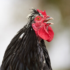 Close up of a rooster on bokeh background