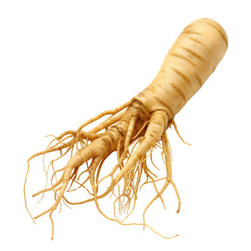 ginseng root isolated on transparent background Generative Ai.