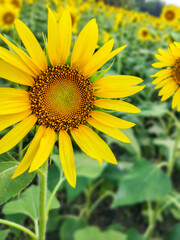 sunflowers in the field. High quality photo