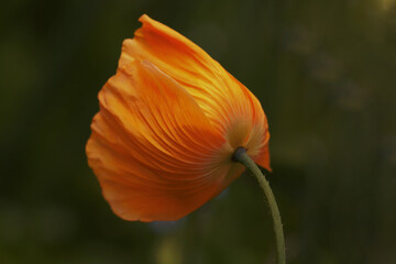 Poppy