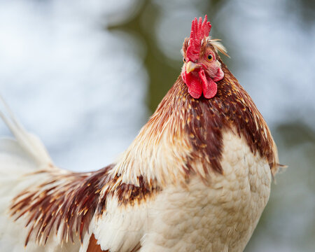 Close up of rooster on the farm on a bokeh background