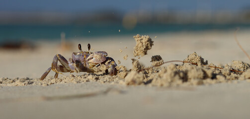 Ghost crab digging burrow - four consecutive action shots at 14 fps. Shot 3 of 4.