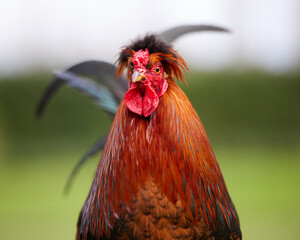 Portrait of head of rooster blurred background